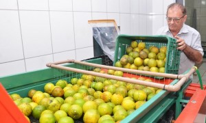 Cooperativa-dos-agricultores-familiares-de-Rio-Claro-já-produz-suco-de-laranja-1000x600
